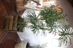 foto8